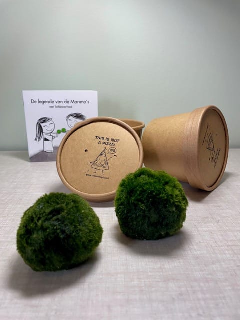 losse Marimo's 2 stuks    ! AANBIEDING !